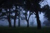 Niebla en Parque Primavesi