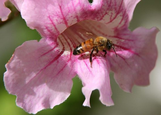"Flores y abejas" de Eli - Elisabet Ferrari