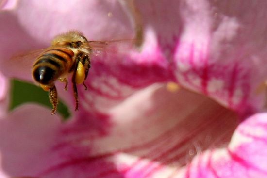 "Flores y abejas III" de Eli - Elisabet Ferrari
