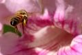Flores y abejas III