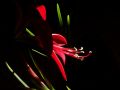 sprekelia (flor de lis)