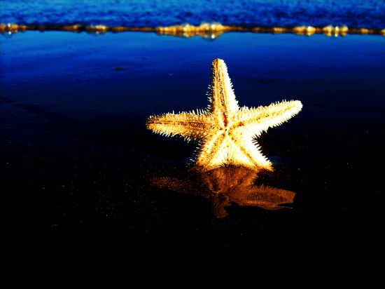 "Estrella en el mar" de Osvaldo Sergio Gagliardi