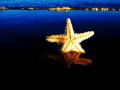 Estrella en el mar