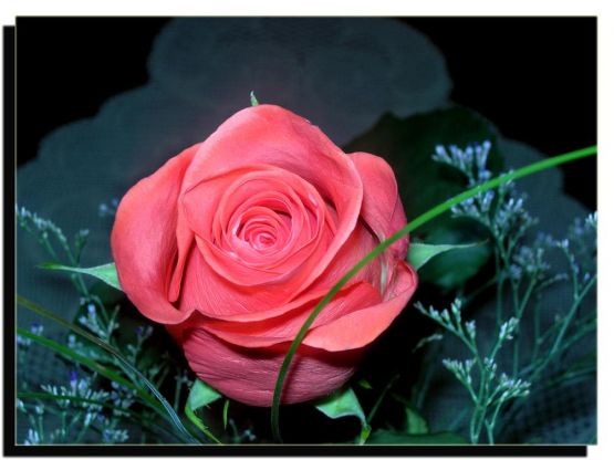 "rosa-rosae" de Elvira Dcm