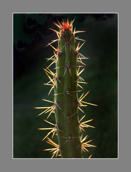 "Cactus" de Carlo Legnazzi