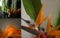 La flor de pjaro