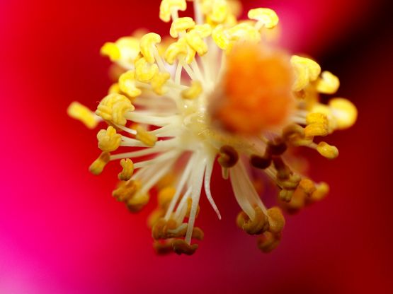 "De flores. estambres y polen 16" de Daniel Gustavo Bravo