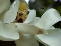 Magnolia con abejas