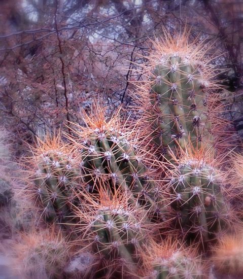 "Cactus" de Eli - Elisabet Ferrari