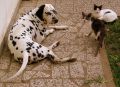 Como perro y gato