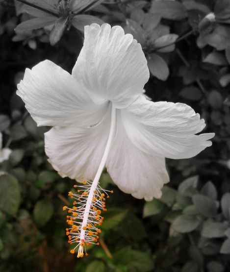 "Flor blanca" de Jorge Zanguitu Fernandez