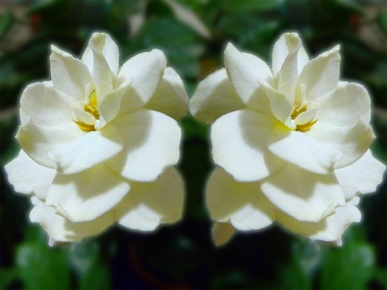 "dos gardenias para t" de Elvira Dcm