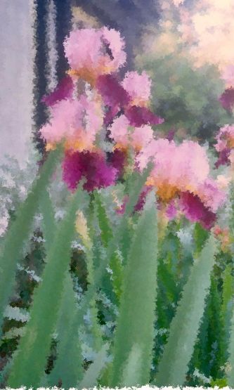 "de mi jardin-iris barbados" de Beatriz Di Marzio