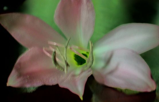 "azucena(iris)- para silvia en su cumple" de Beatriz Di Marzio