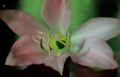 azucena(iris)- para silvia en su cumple