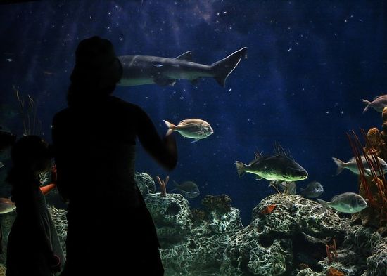 "Under water world" de Jos Mara Perez