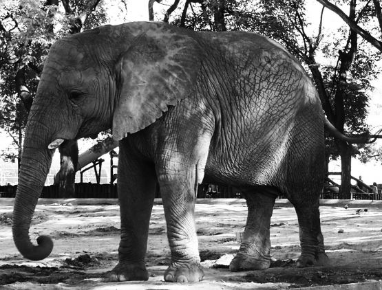 "Elefante" de Nanci Zumino
