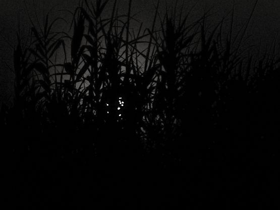 "Oscuridad en el campo." de Vane Dosio