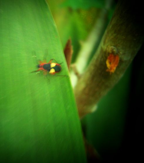"insectos menores." de Beatriz Di Marzio