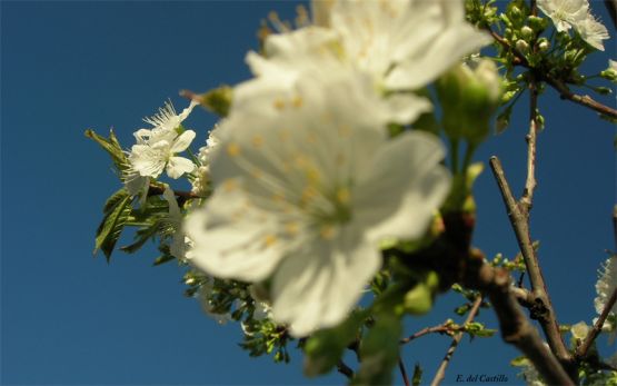"flor de cerezo" de Elvira Dcm