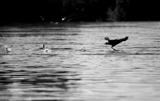 "Corre sobre el agua" de Osvaldo Sergio Gagliardi