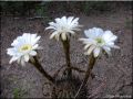 Trillizas-Flores de Cactus