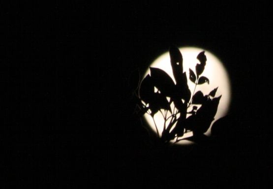 "Luna con hojas de fresno II" de Carmen Nievas