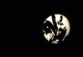 Luna con hojas de fresno II