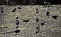 Bosquejo de palomas