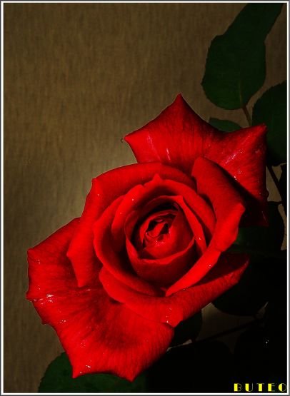 "Rosa Roja" de Hctor Martn Tabuyo