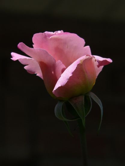 "`Deser Rose`" de Mauro Burger