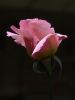 `Deser Rose`