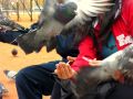 Abanico de palomas 2