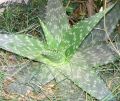 La Planta de Aloe vera, para Elvira y Luis.