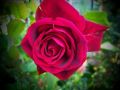 rosa de fuego-
