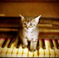 Kitten on the keys