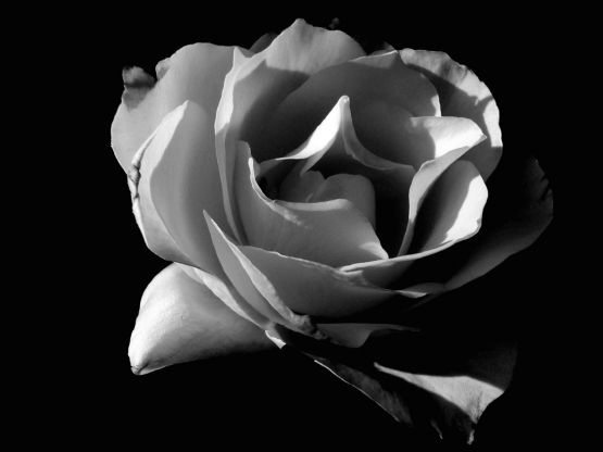 "Rosa blanca" de Eli - Elisabet Ferrari