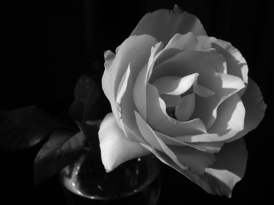 "Rosa blanca II" de Eli - Elisabet Ferrari