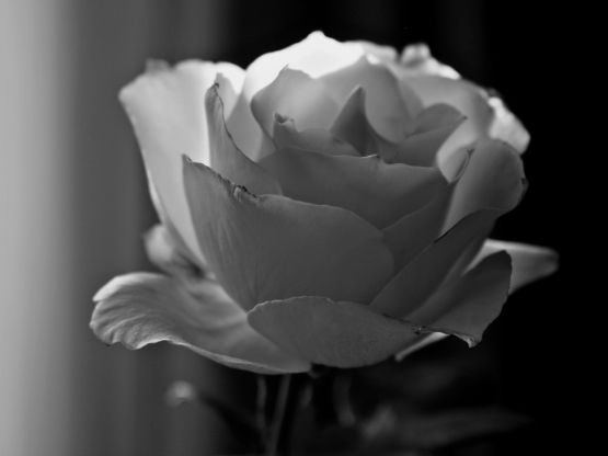 "Rosa blanca III" de Eli - Elisabet Ferrari