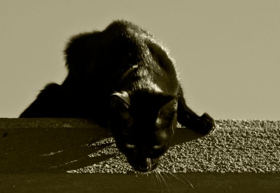 "El gato sobre el tejado" de Manuel Raul Pantin Rivero