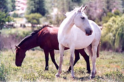"caballos" de Gustavo Andino