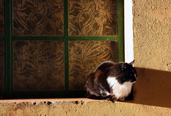 "He visto un lindo gatito..." de Eli - Elisabet Ferrari