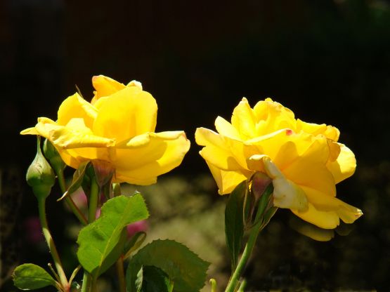 "Rosas Amarillas de Texas" de Gaston E. Polese
