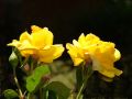Rosas Amarillas de Texas