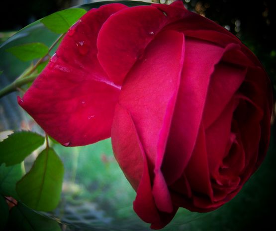 "simplemente una rosa." de Beatriz Di Marzio