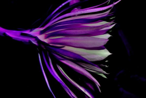 "Dama de noche violeta" de Stella Maris Kippke