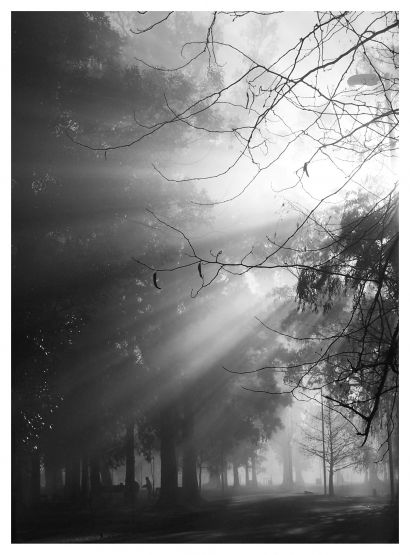 "Rayos de sol en la niebla" de Nanci Zumino