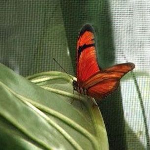 "Butterfly" de Gaston E. Polese