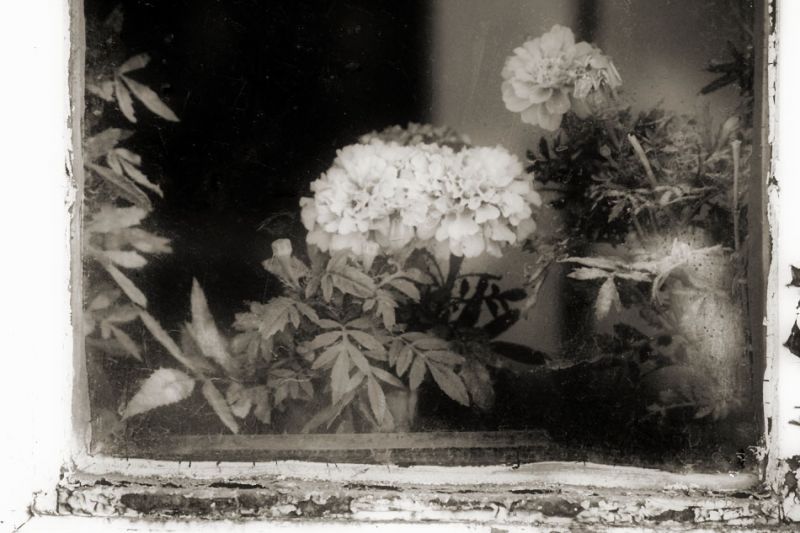 "Ventana con flores" de Pejuta Grnstein