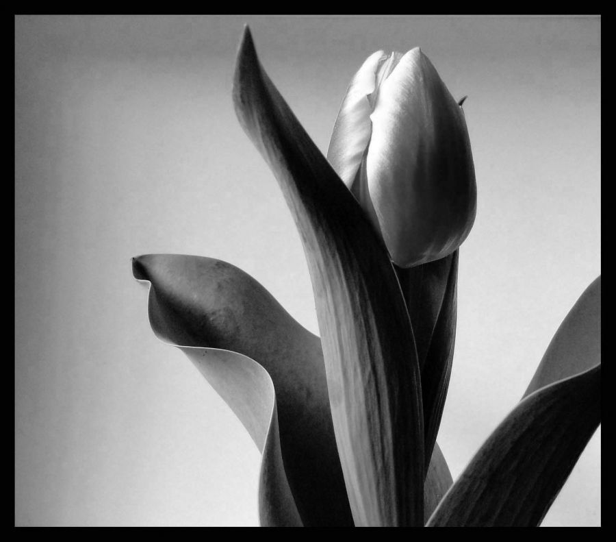 "Tulipan en byn" de Virginia Rapallini